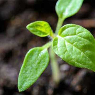 Environmentally friendly packaging