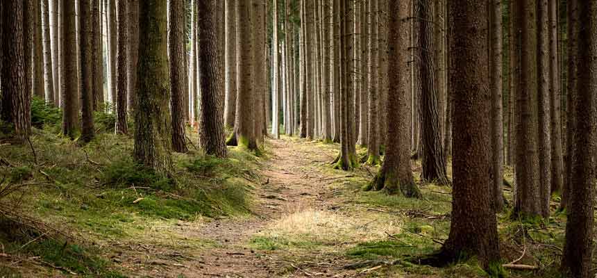 Virgin vs recycled fibres A dense forest