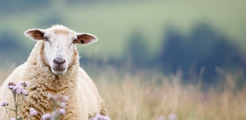 WoolCool Sheep in a field
